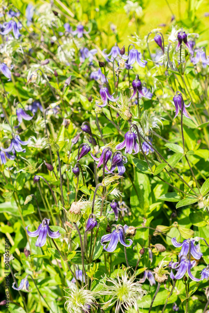 Clematis Integrifolia plant in Saint Gallen in Switzerland Clematis Integrifolia plant in Saint Gallen in Switzerland
