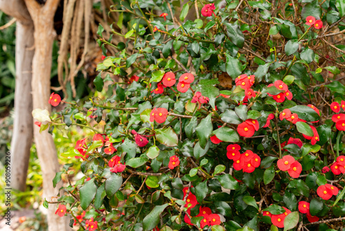 Euphorbia Geroldii plant in Saint Gallen in Switzerland photo