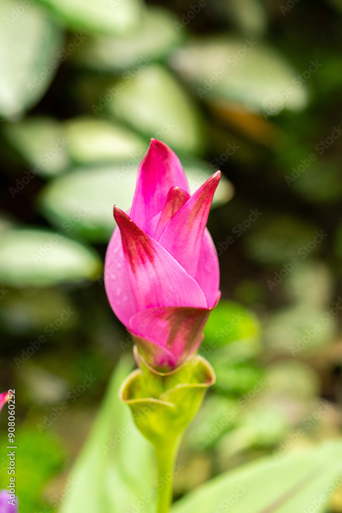 Siam tulip or Curcuma Alismatifolia plant in Saint Gallen in Switzerland Siam tulip or Curcuma Alismatifolia plant in Saint Gallen in Switzerland