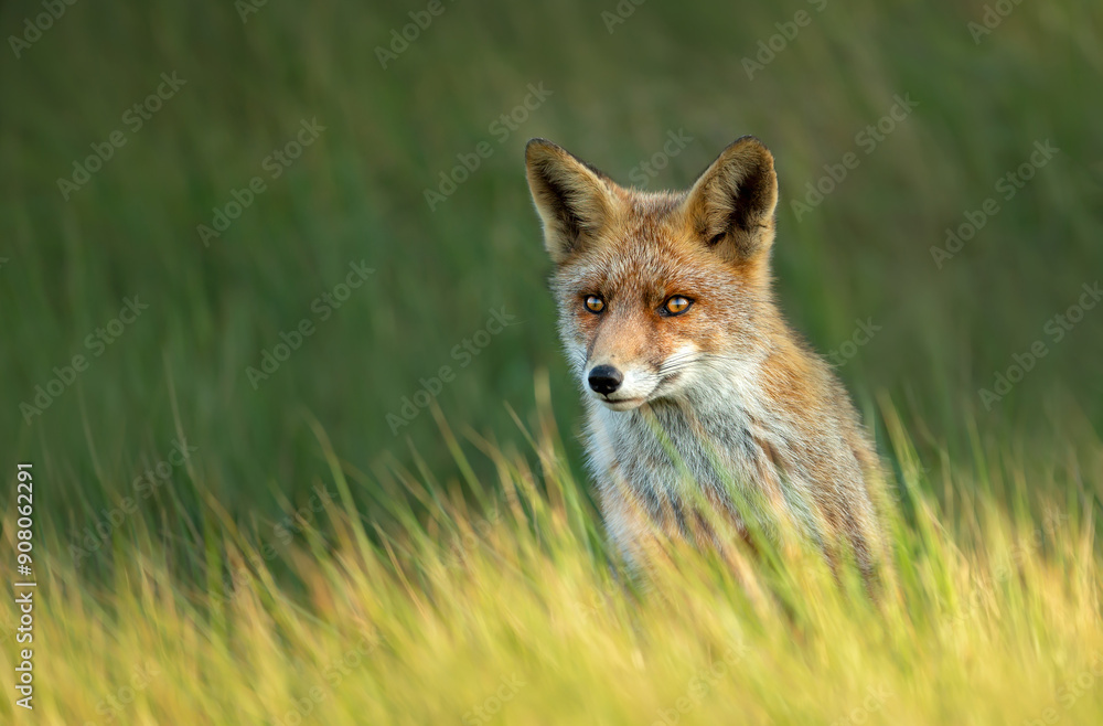 Portrait of a cute red fox cub sitting in the grass Portrait of a cute red fox cub sitting in the grass