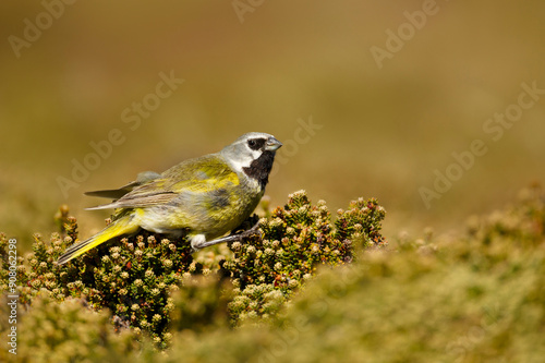 Portrait of a white-bridled finch perching on a green bush in summer in Falkland Islands. photo