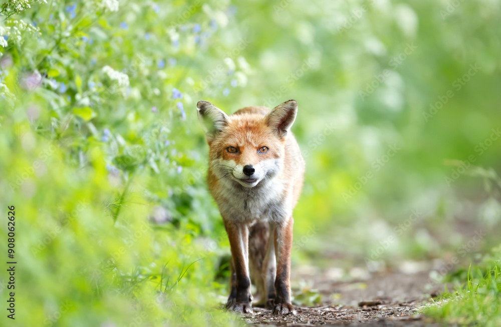 Fototapeta premium Portrait of a curious red fox standing in a meadow