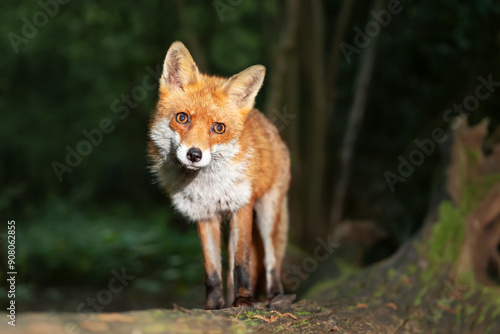 Wallpaper Mural Portrait of a young red fox standing on a tree in a forest Torontodigital.ca