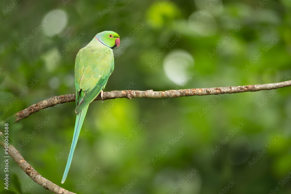 Portrait of a Rose-ringed Parakeet perching on a tree branch Portrait of a Rose-ringed Parakeet perching on a tree branch