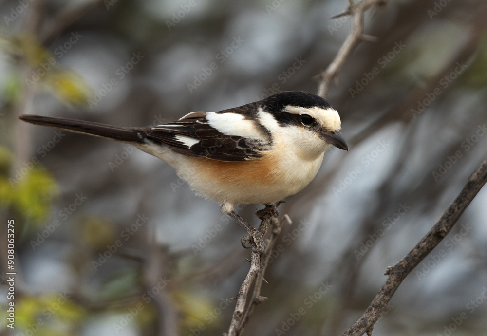 Obraz premium Masked shrike perched on a twig at Jasra, Bahrain