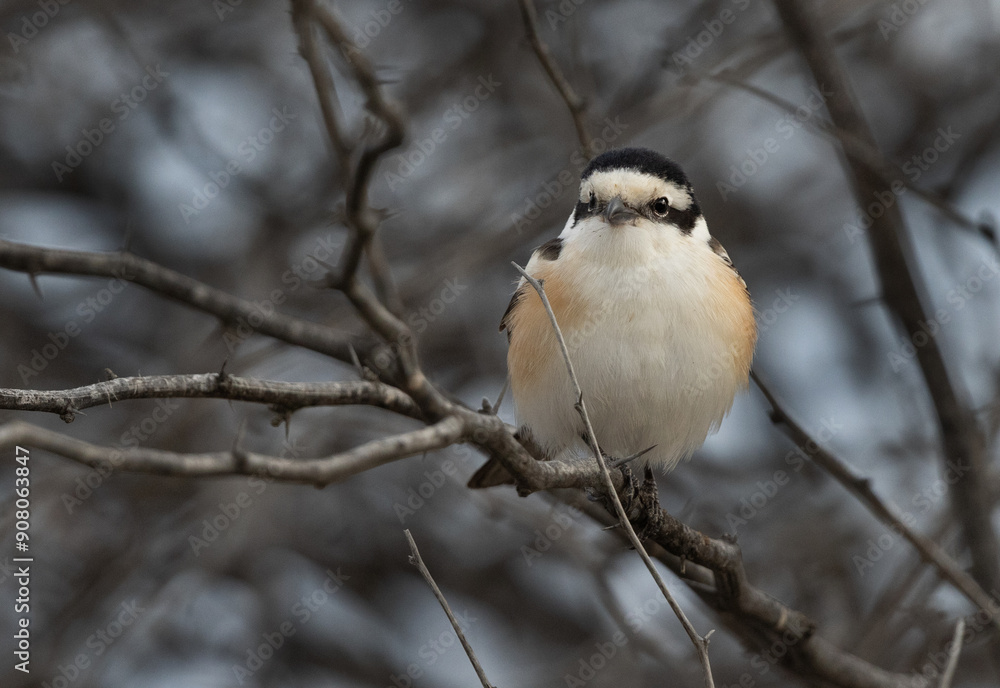 Obraz premium Masked shrike perched on acacia tree, Bahrain