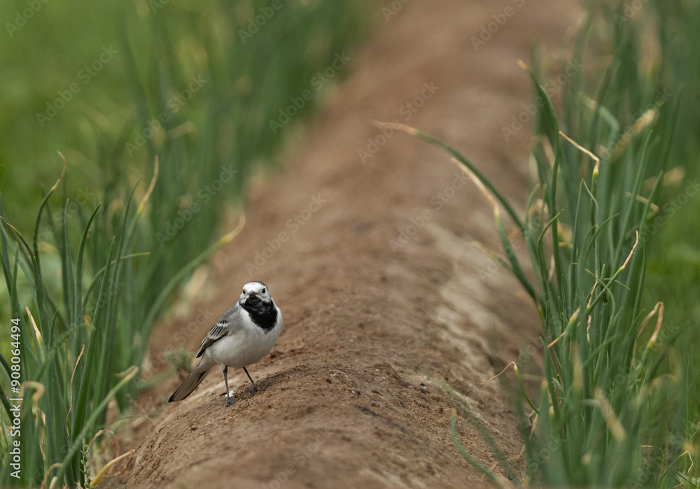 White wagtail perched on ground at Buri farm, Bahrain White wagtail perched on ground at Buri farm, Bahrain