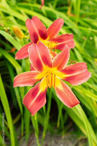 Hemerocallis Purple Waters plant in Saint Gallen in Switzerland