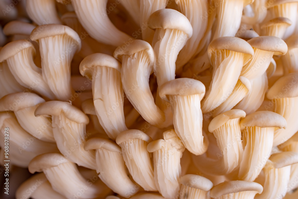 A cluster of white shimeji mushrooms, with emphasis on their stems. The selective focus highlights the intricate details of the foreground mushrooms, while the background ones are blurred. A cluster of white shimeji mushrooms, with emphasis on their stems. The selective focus highlights the intricate details of the foreground mushrooms, while the background ones are blurred.