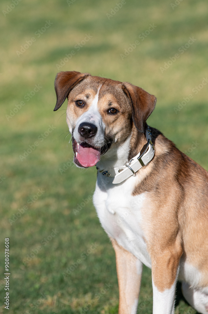 Smiling mixed breed dog posing for a portrait Smiling mixed breed dog posing for a portrait