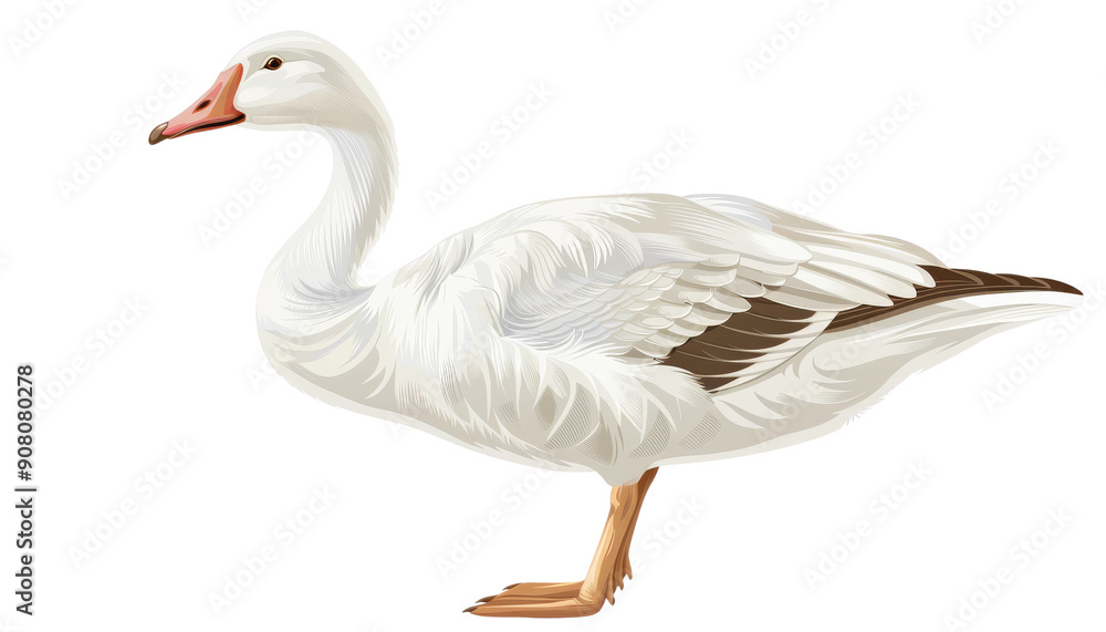Obraz premium A white goose with brown wings stands on a white background.