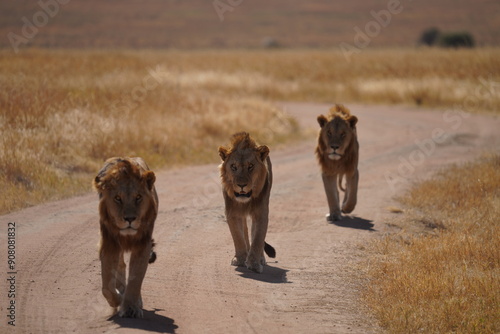 Canvas Print Lion