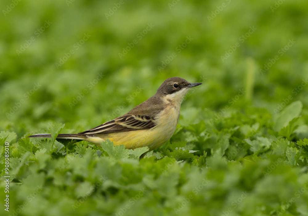 Portrait of a Yellow Wagtail on green at Buri farm, Bahrain Portrait of a Yellow Wagtail on green at Buri farm, Bahrain