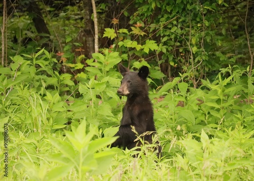 Something is in the Air Beautiful Black Bear Cades Cove Great Smoky Mountains