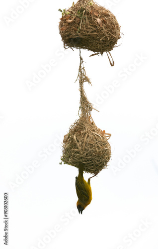 Ruppells weaver bird weaving a nest, Bahrain photo