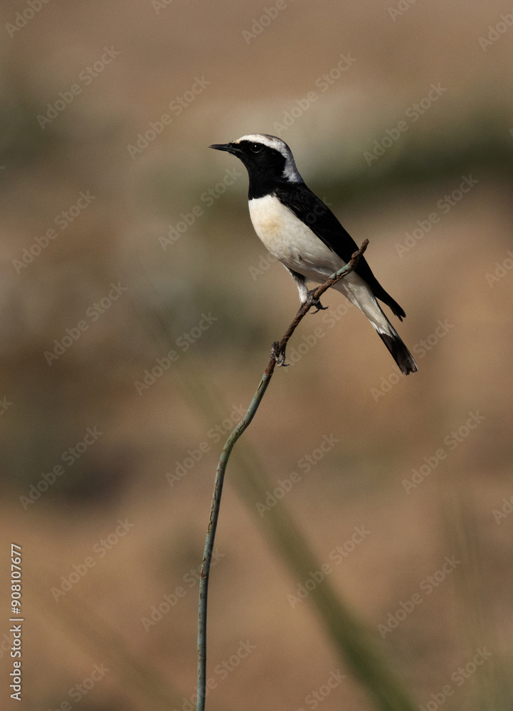 Pied wheatear perched on twig at Hamala, Bahrain Pied wheatear perched on twig at Hamala, Bahrain
