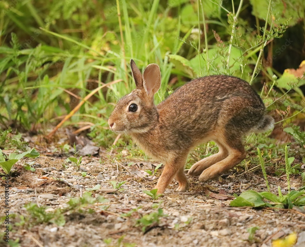Adorable Cutest Ever Bunny Rabbit Adorable Cutest Ever Bunny Rabbit