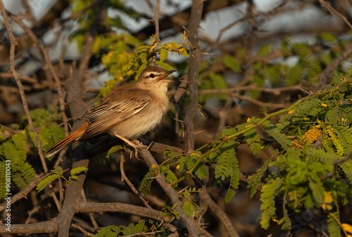 Rufous-tailed Scrub Robin calling at Hamala, Bahrain photo