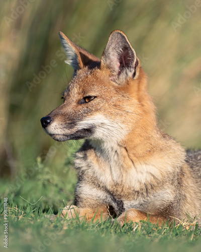 Fox