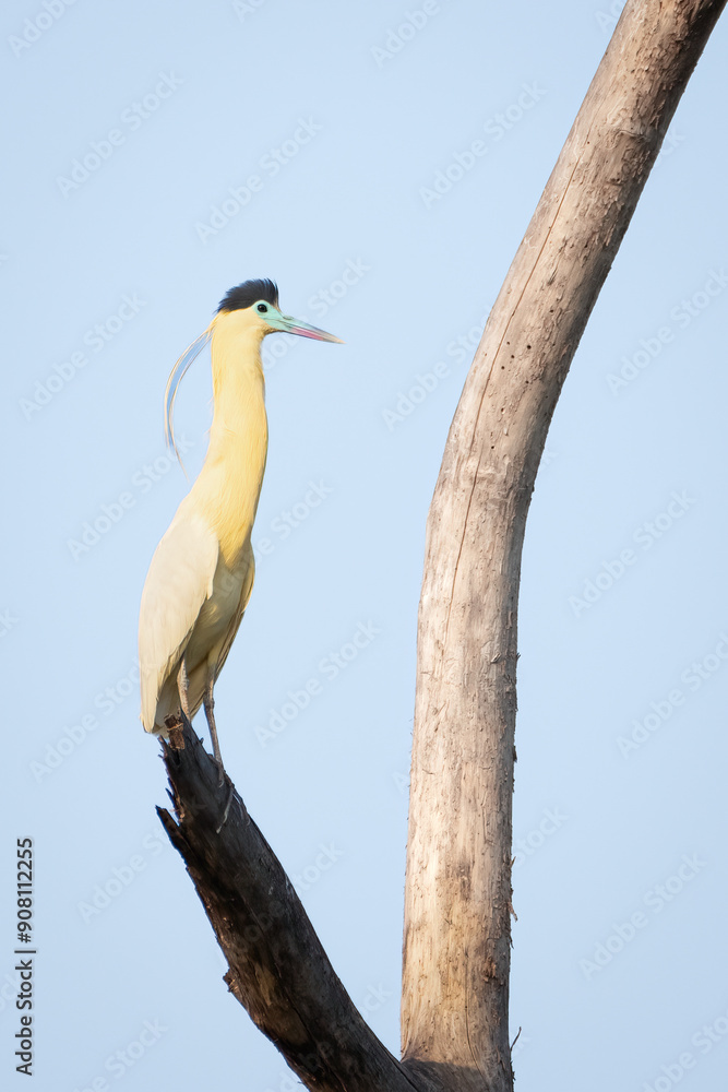 Obraz premium The real deal