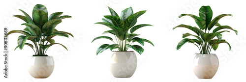 Set of A simple houseplant tree in white ceramic pot on a transparent background