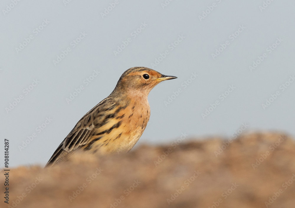 Portrait of a Red throated pipit at Buri farm, Bahrain Portrait of a Red throated pipit at Buri farm, Bahrain