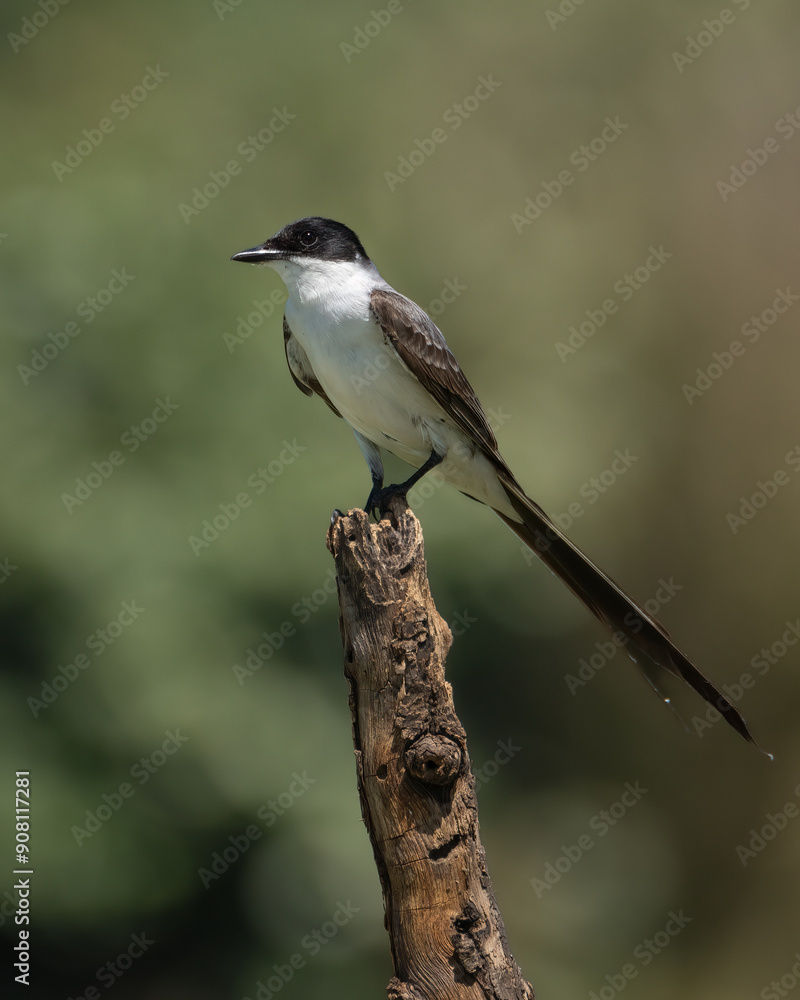 Fototapeta premium Forky