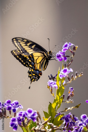 Closeup of beautiful butterfly with blue or yellow background