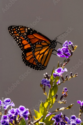Closeup of beautiful butterfly with blue or yellow background