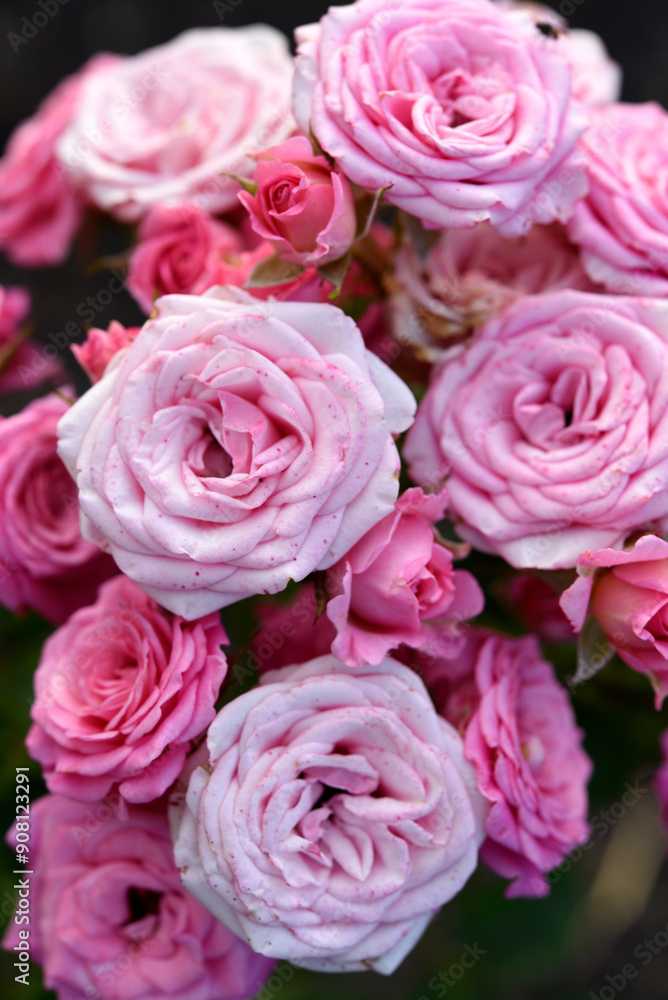 Delicate pink rose flowers. A large bouquet of roses on a bush. Delicate pink rose flowers. A large bouquet of roses on a bush.