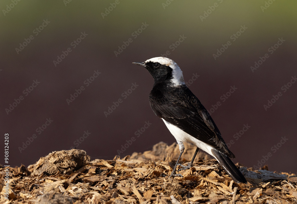 Portrait of a Pied wheatear perched on a mound at Buri farm, Bahrain Portrait of a Pied wheatear perched on a mound at Buri farm, Bahrain