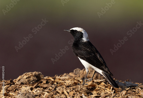 Portrait of a Pied wheatear perched on a mound at Buri farm, Bahrain photo