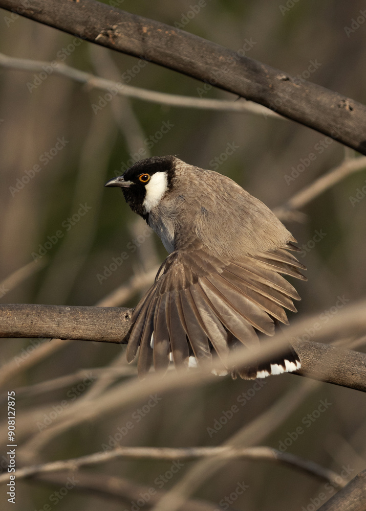 Naklejka premium White-cheeked bulbul stretching its wings, Bahrain