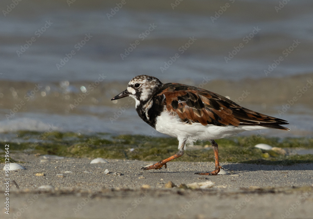 Portrait of a Ruddy Turnstone at Busaiteen coast, Bahrain Portrait of a Ruddy Turnstone at Busaiteen coast, Bahrain