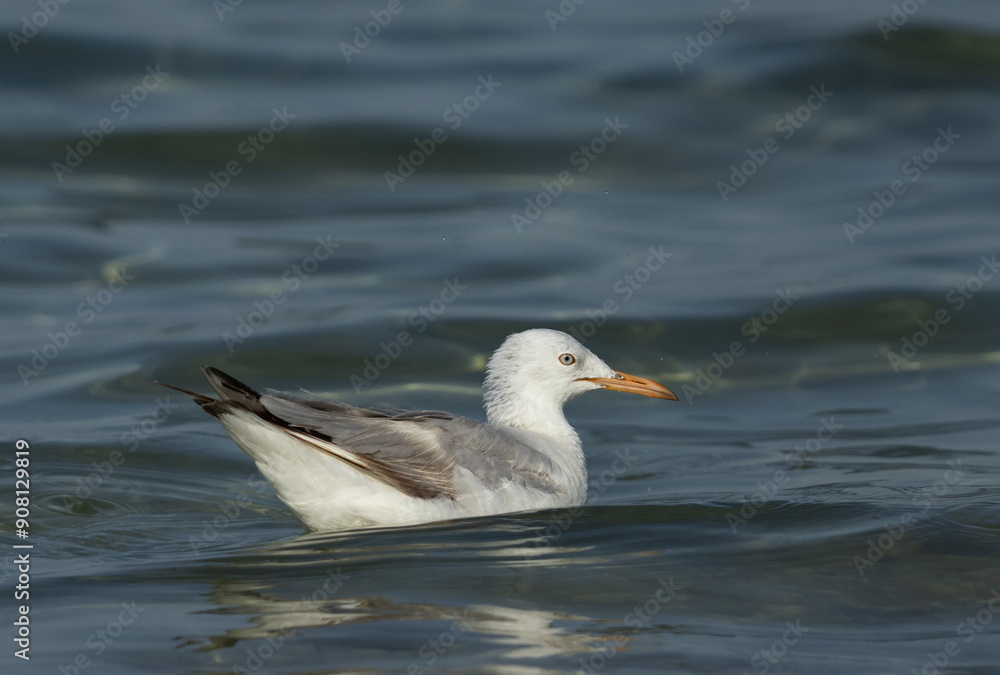 Slender-billed gull swimming at Busaiteen coast, Bahrain Slender-billed gull swimming at Busaiteen coast, Bahrain