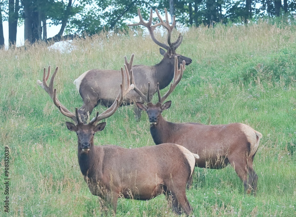 Elk Bull in Velvet Antlers Benezette PA Elk County Country Elk Bull in Velvet Antlers Benezette PA Elk County Country