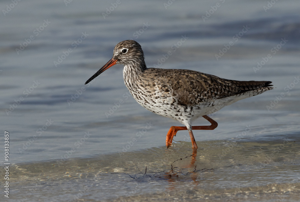 Closeup of a common Redshank at Busaiteen coast of Bahrain Closeup of a common Redshank at Busaiteen coast of Bahrain