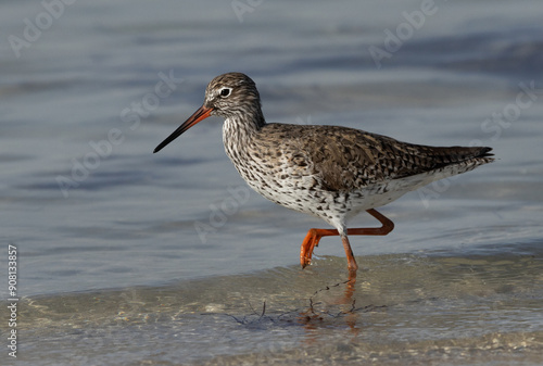 Closeup of a common Redshank at Busaiteen coast of Bahrain