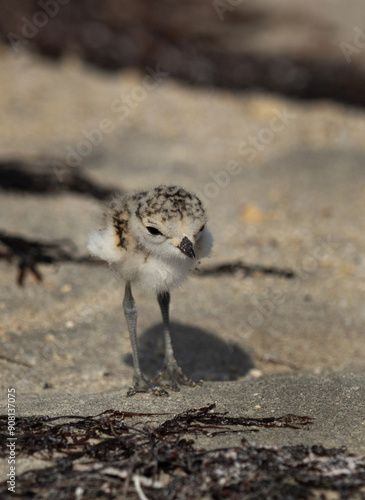 Kentish Plover chick at Busiateen coast, Bahrain photo