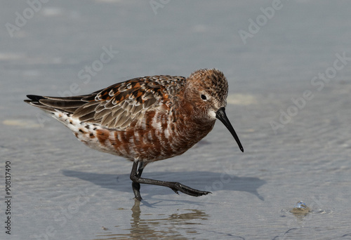 Portrait of a Curlew Sandpiper at Busaiteen coast, Bahrain photo