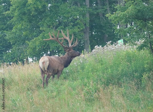 Elk Bull in Velvet Antlers Benezette PA Elk County Country  photo