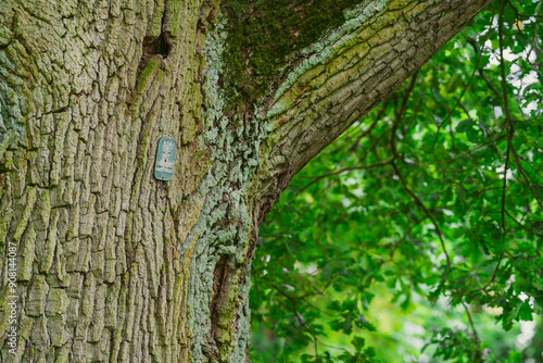 Close-up of the bark of an old oak tree with a badge bearing the old emblem of Poland and an inscription - Nature Monument.