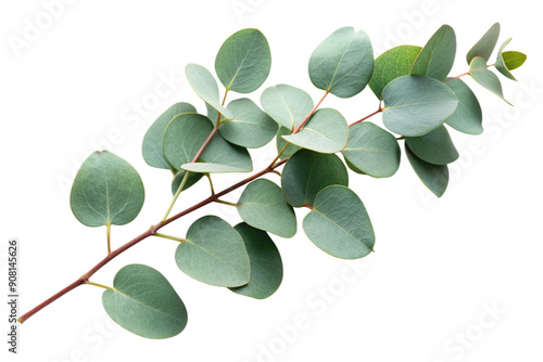 Fresh eucalyptus sprig 3d, cut out 
