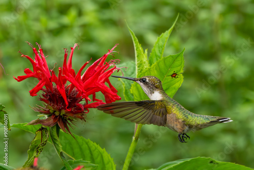 Ruby Throated Hummingbird Feeding on a Scarlet Beebalm Flower photo