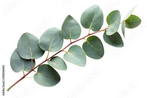 Fresh eucalyptus sprig 3d, cut out 