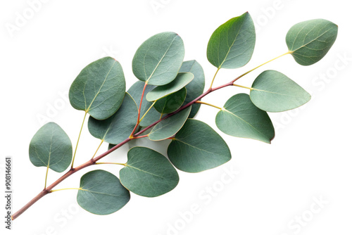 Fresh eucalyptus sprig 3d, cut out 
