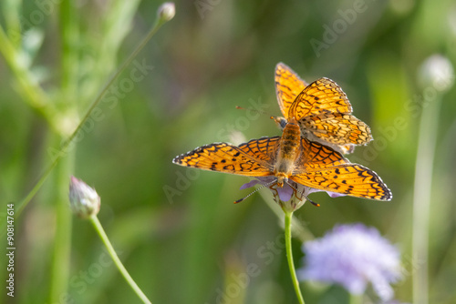 Melitaea phoebe nel prato estivo di Monte San Pietro. photo