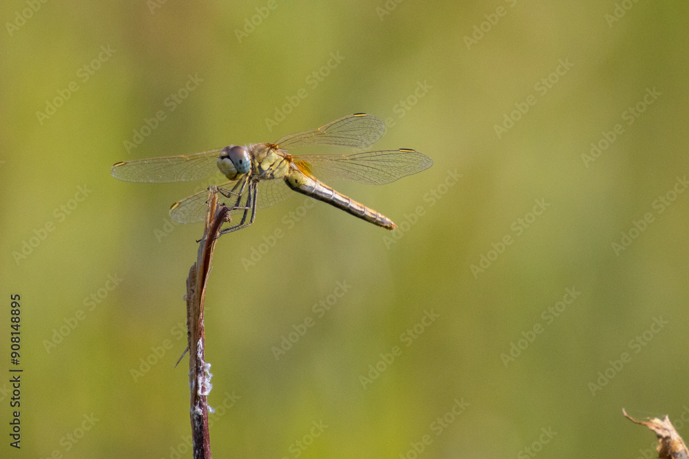 sympetrum fonscolombii libellula nel prato estivo di Monte San Pietro sympetrum fonscolombii libellula nel prato estivo di Monte San Pietro