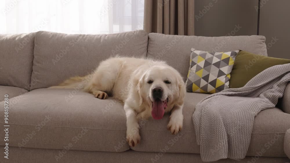 Happy Adorable Golden Retriever Excitedly Wagging Its Tail While Lounging in a Stylish, Cozy Living Room Happy Adorable Golden Retriever Excitedly Wagging Its Tail While Lounging in a Stylish, Cozy Living Room