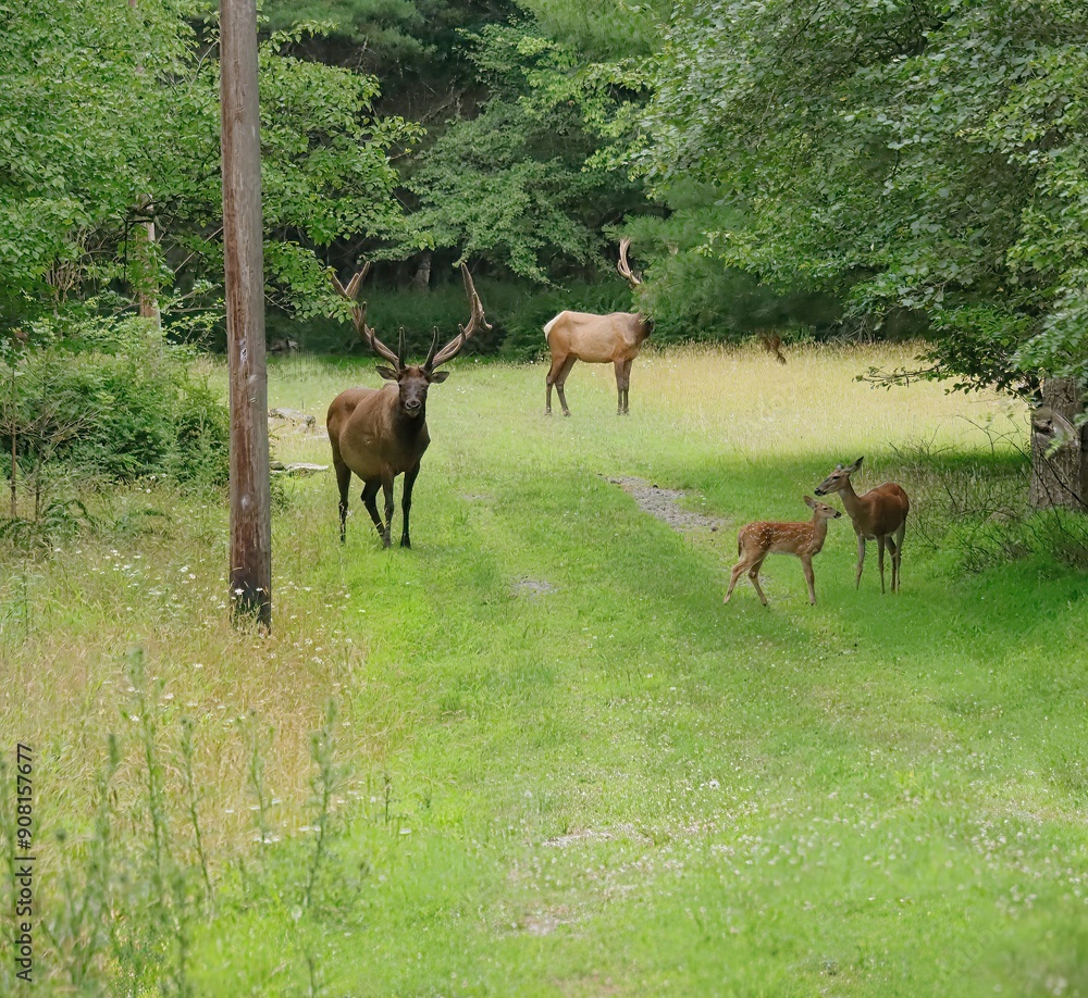 Fototapeta premium Exquisite Magical Moment Deer and Elk Gathering